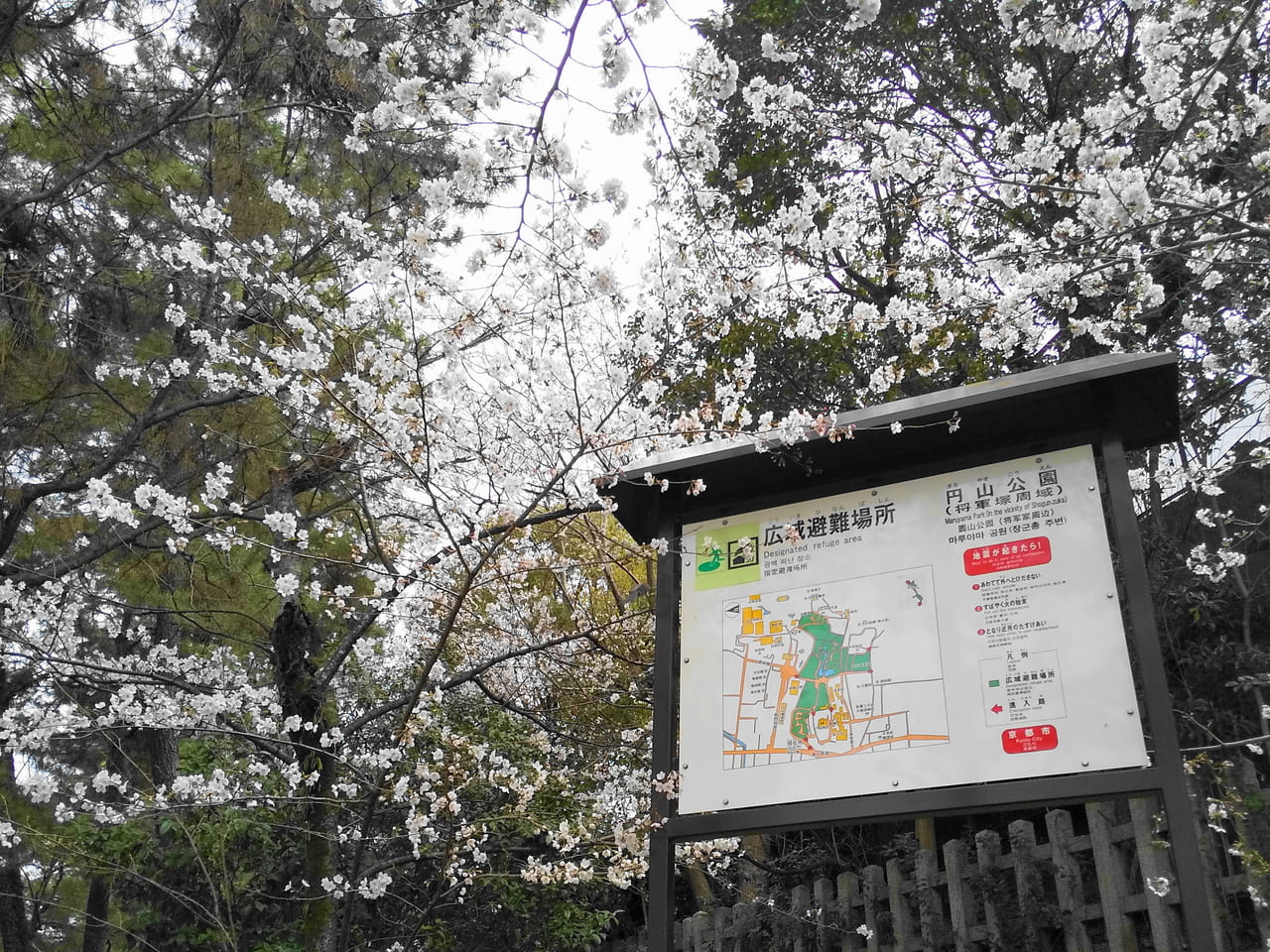 2022桜円山公園